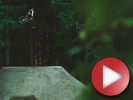 Video: The Backwoods vlastní dirtoviště Logana Peata