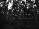 Video: The Call - Forest Crew